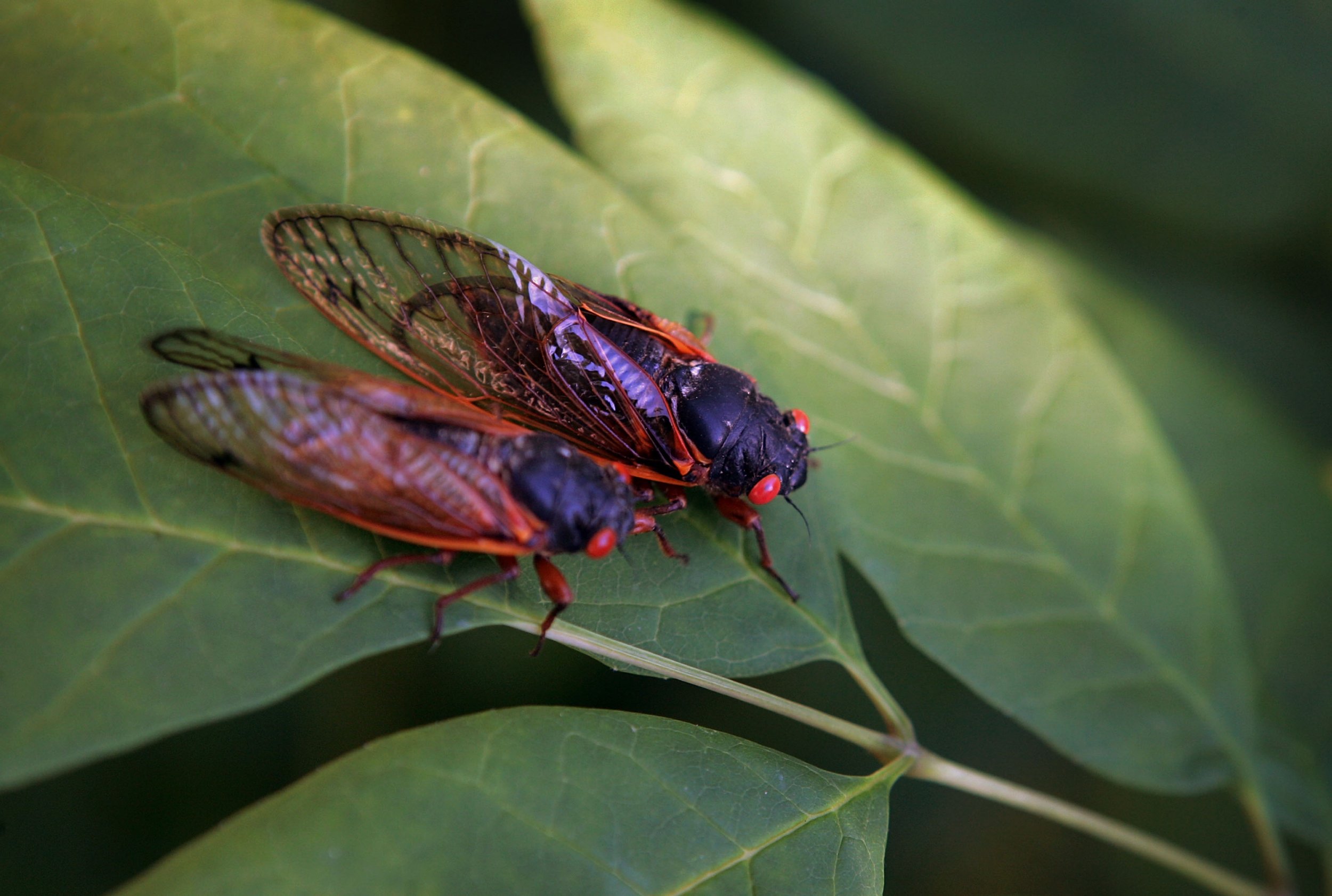 Terrifying Fungus Hijacks Sex Orgies Among Cicadas and Then Destroys Them -  Newsweek