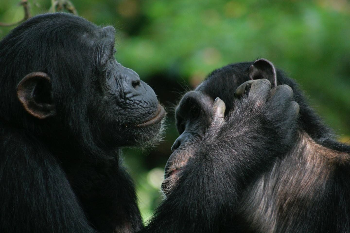 Apes and Humans Might Share Ancient Universal Body Language That Lets ...