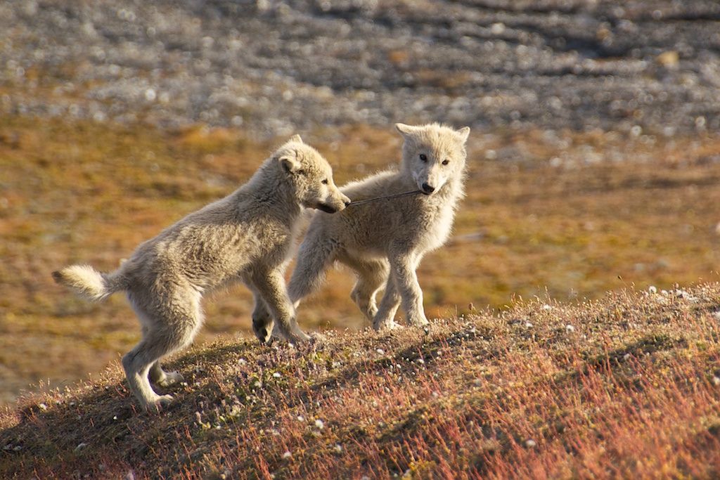 Arctic_Wolf_Pups