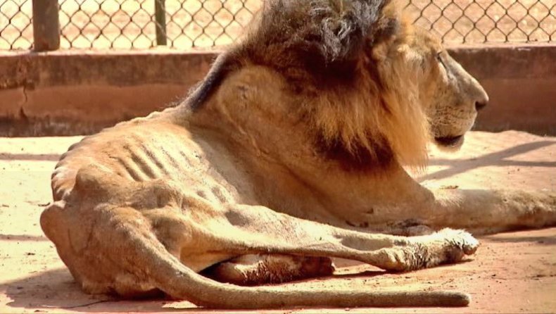 lion