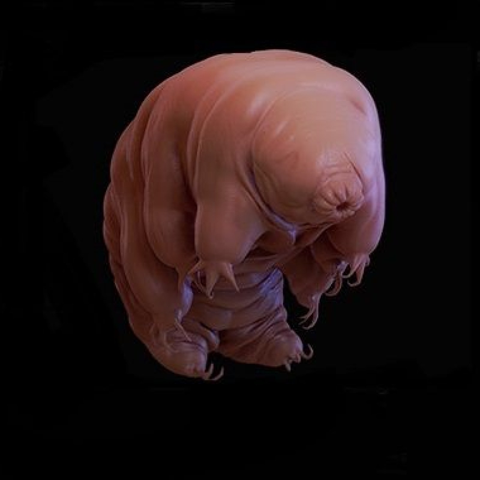 New Tardigrade Discovered: Mystery Eight-Legged Micro-Animal Found Lurking  in Parking Lot