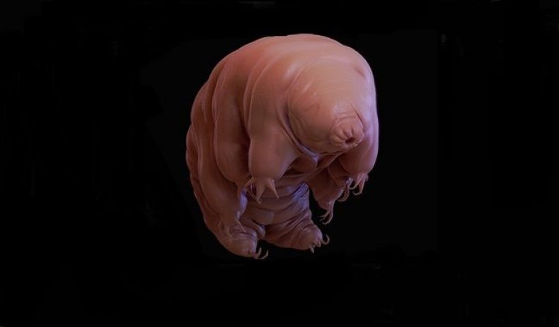 3_1_Tardigrade