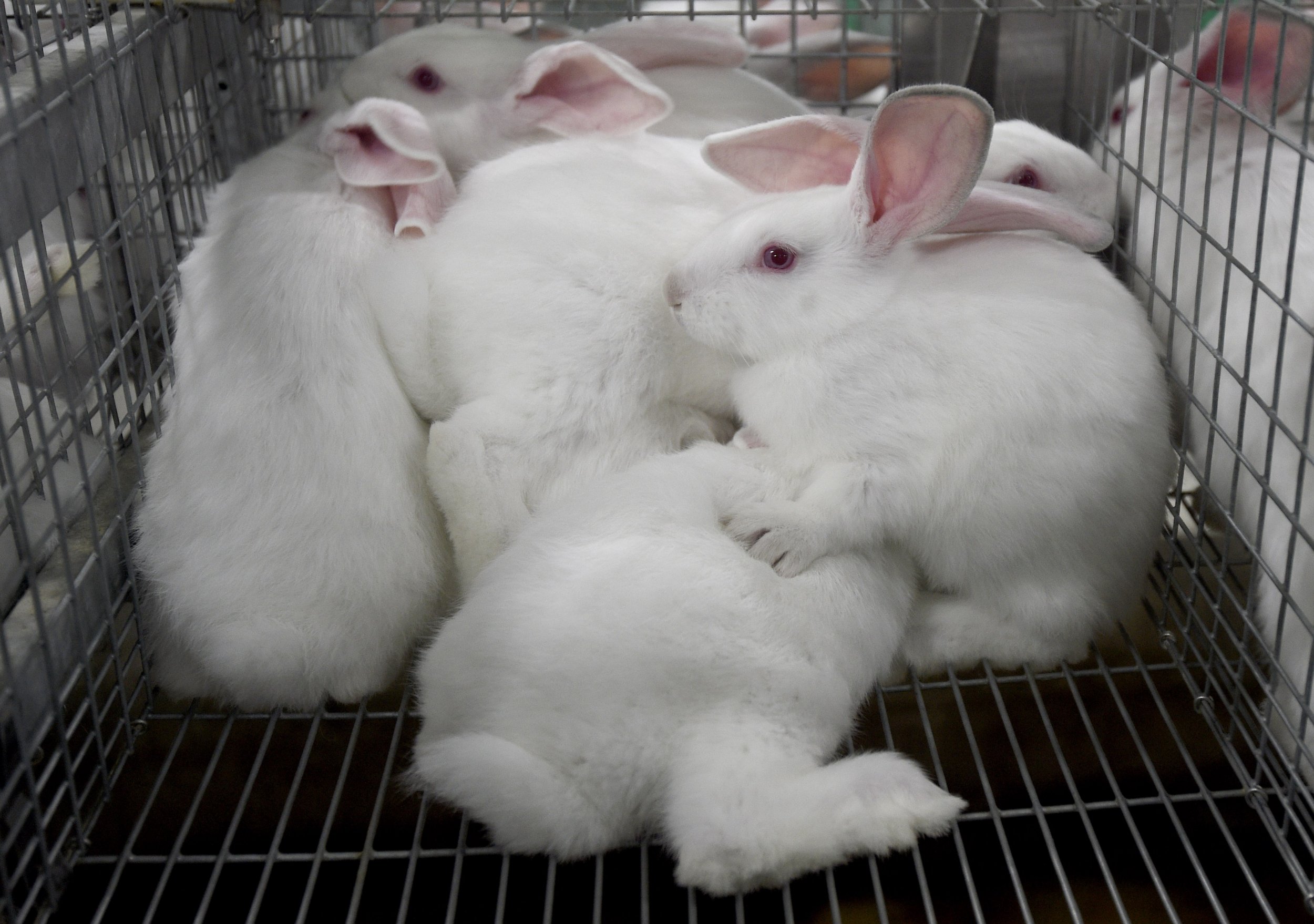 California May Ban Cosmetics Tested On Animals