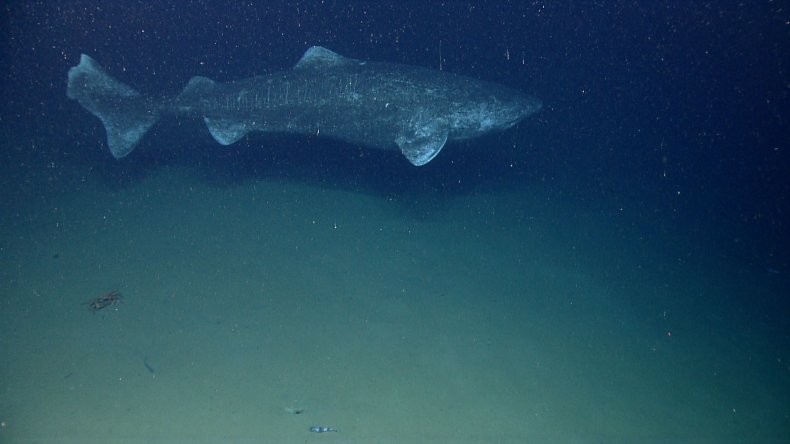 03_01_greenland_shark