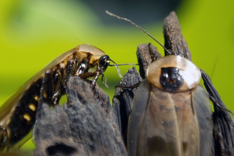 3_1_2018 Cockroaches