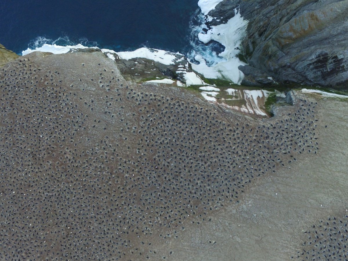 Penguins_From_Above