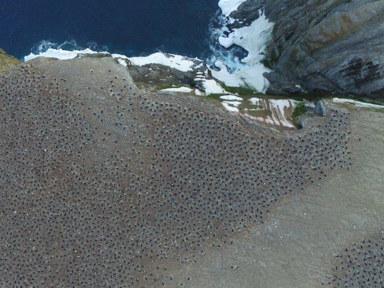 Penguins_From_Above