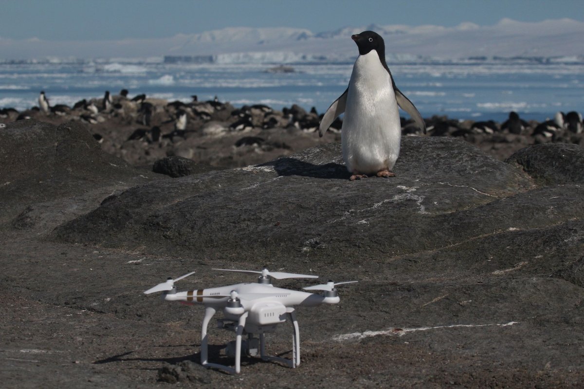 Pengui_and_Drone