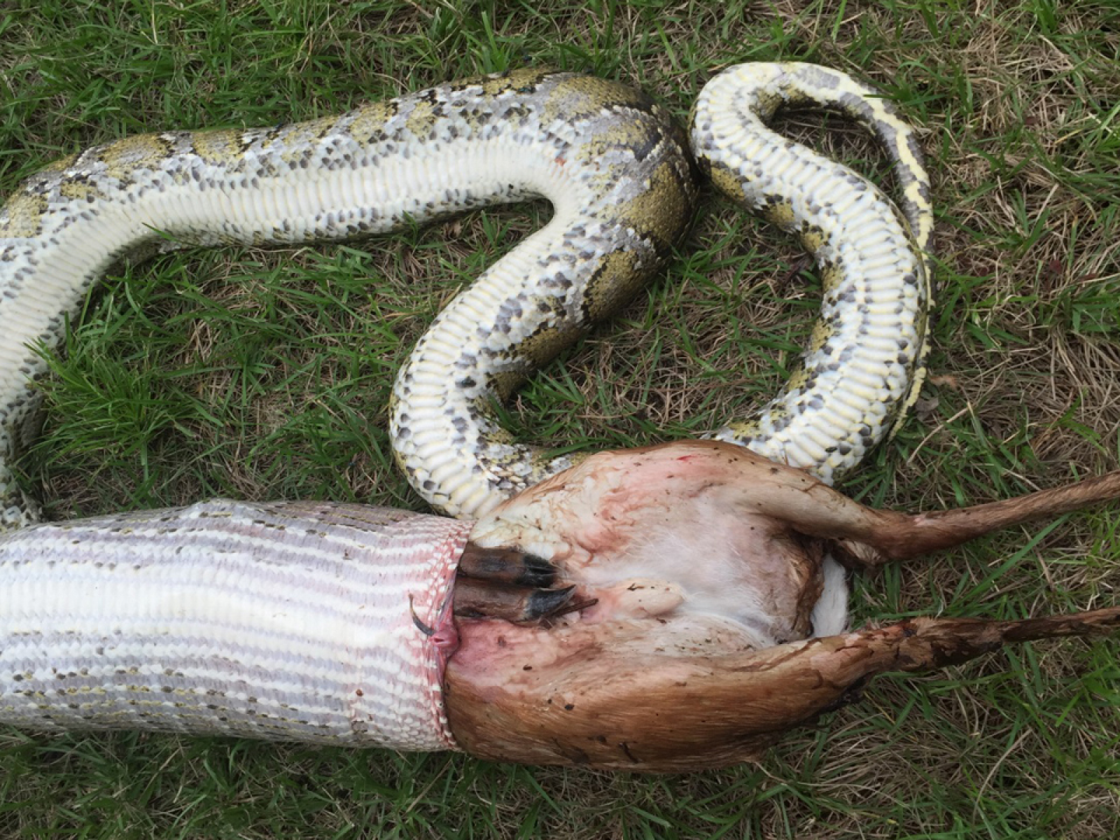 Burmese Python Snake Devours Entire Deer In Florida