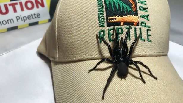 biggest spider in the world