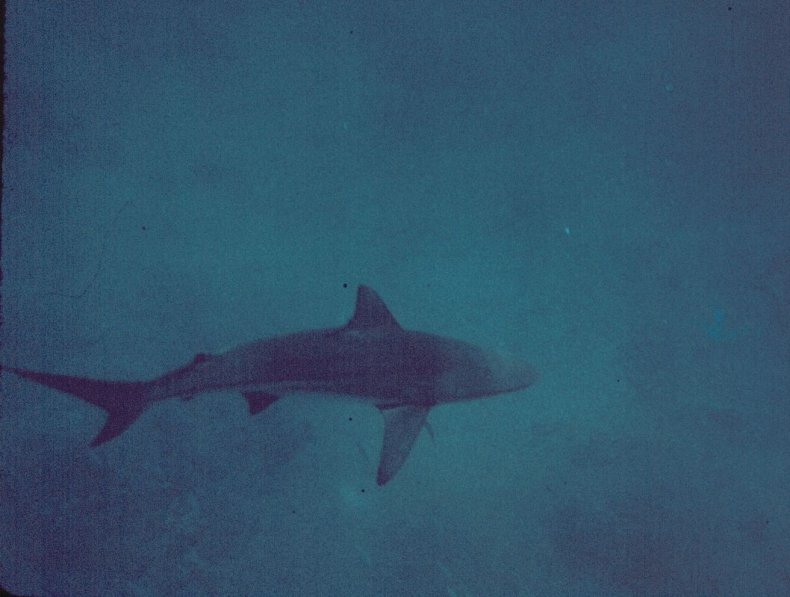 blacktip-shark-oahu