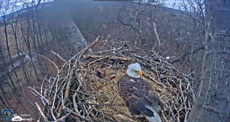 bald-eagle-cam