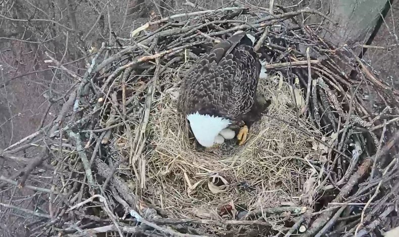 bald-eagle-cam3