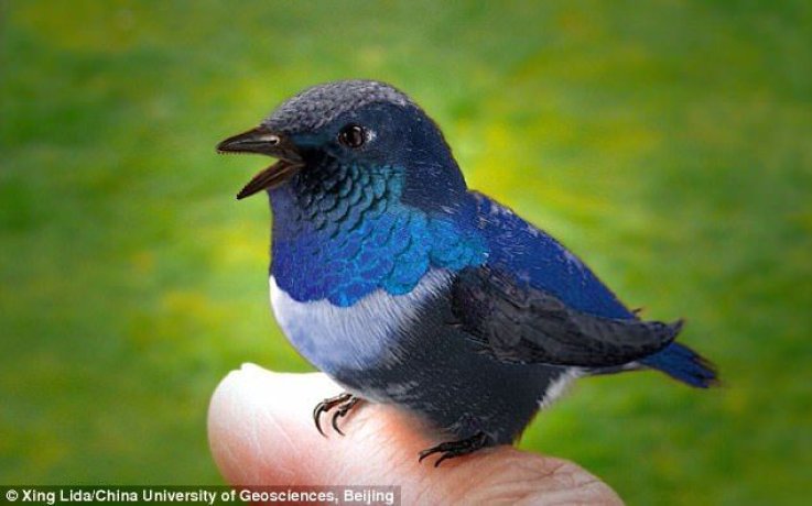 Ancient_Bird Ancient_Bird