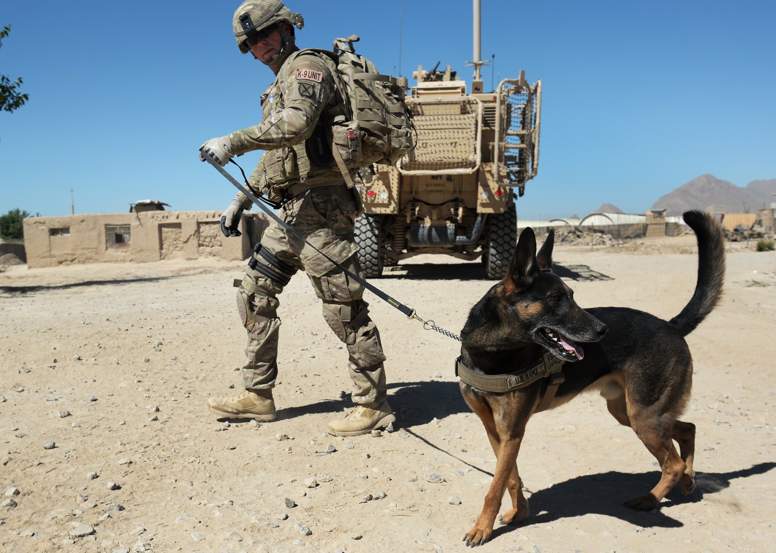 military dogs in combat