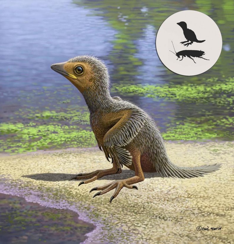 3_2_Fossil baby bird
