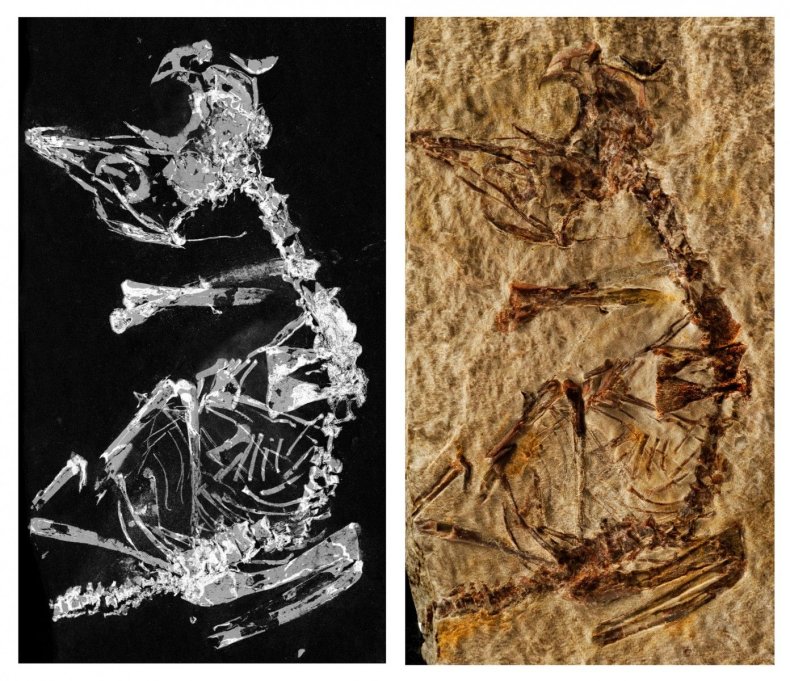 3_5_Fossil bird