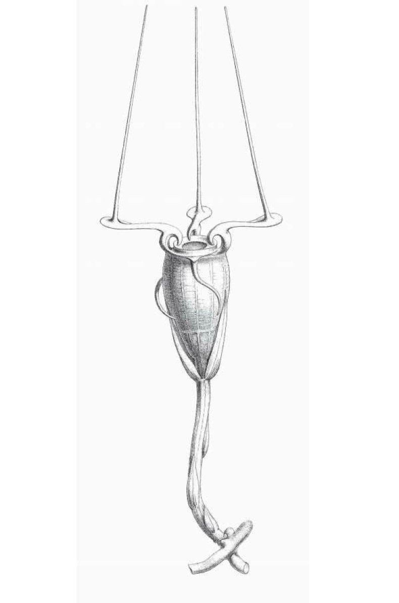 Weird_Flower_Drawing