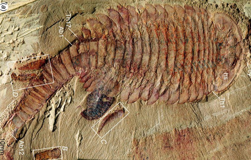 520-Million-Year-Old Fossil of Fuxianhuia Protensa and Four Babies 