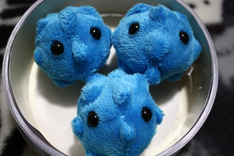 giant viruses