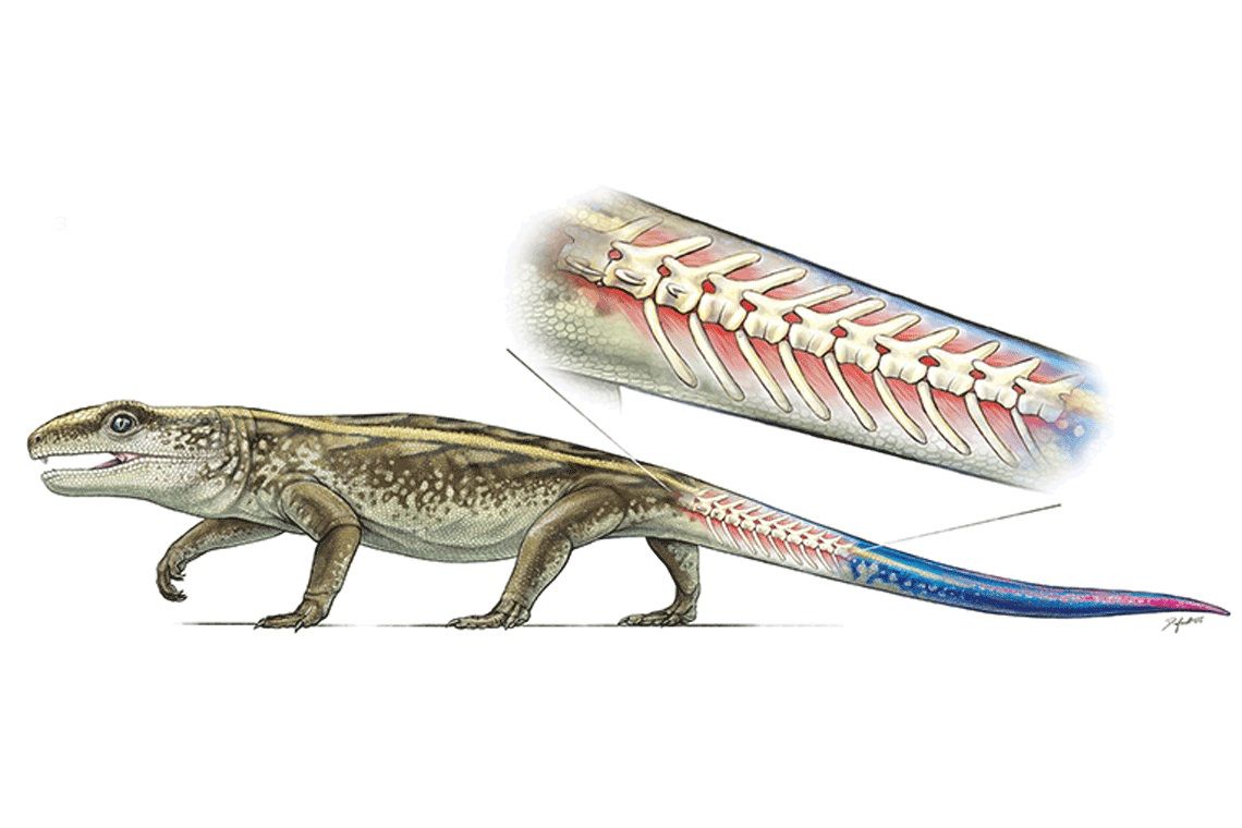 Tiny Ancient Reptile Detached Its Own Tail to Escape Meat Eating