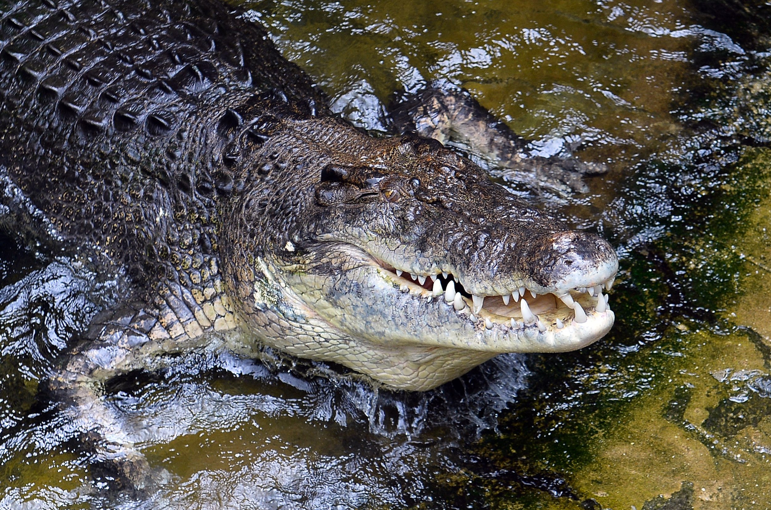 Крокодилов сторож