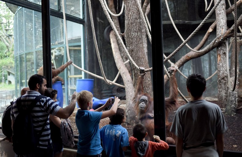 bornean orangutan paris