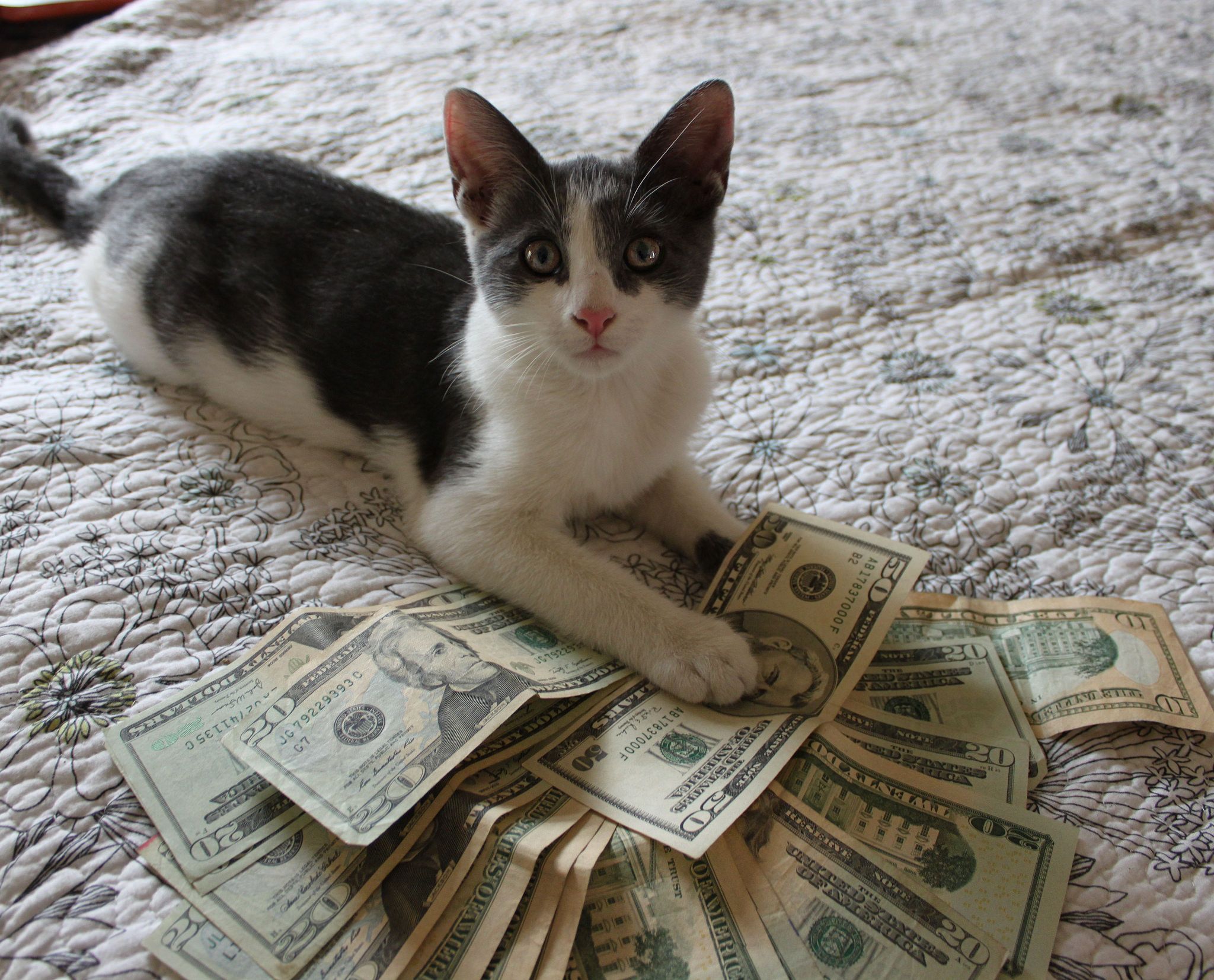 Cat_Money