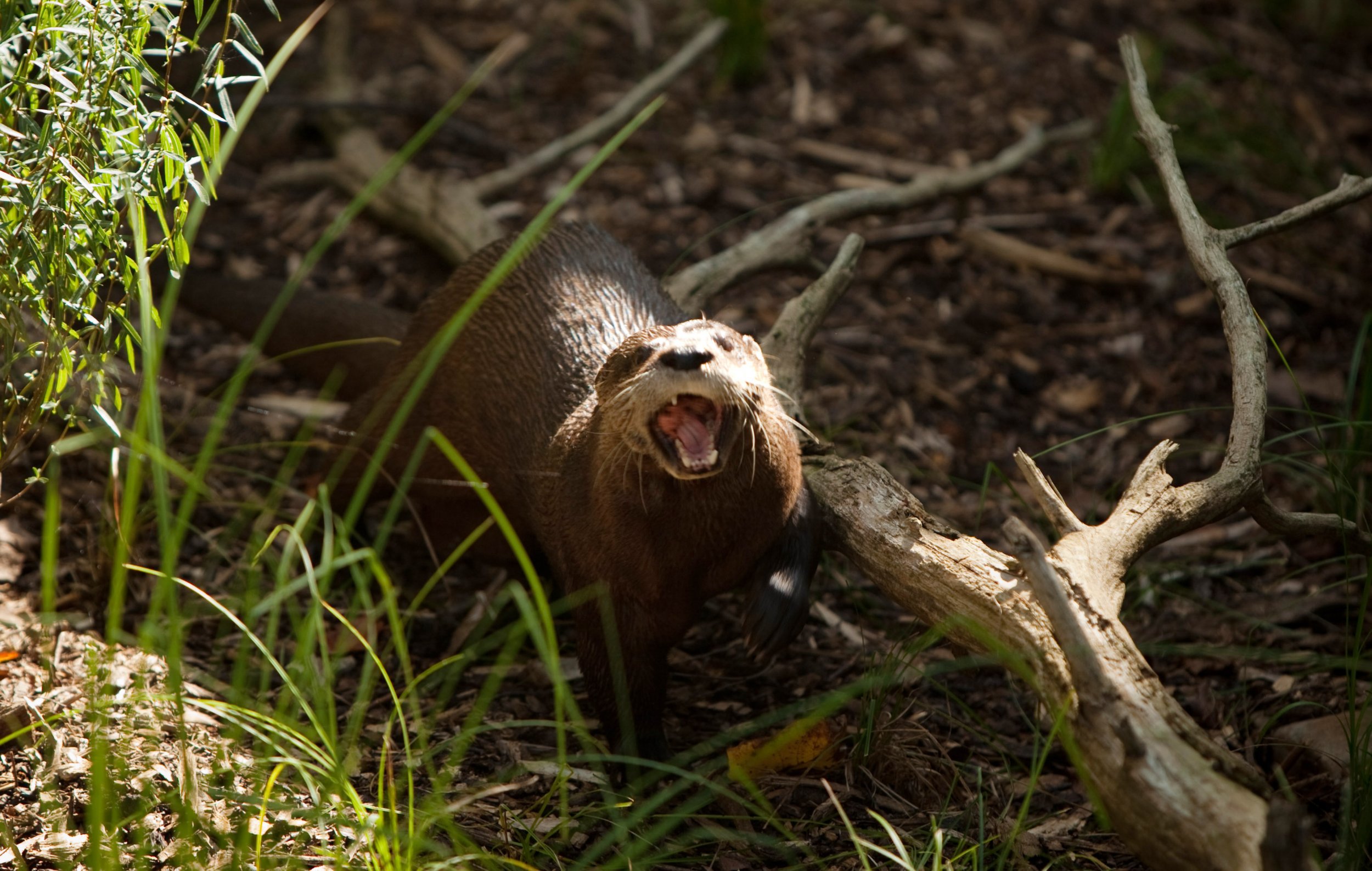 Vicious Otter on the Loose in Florida Attacks Second Person in a Week