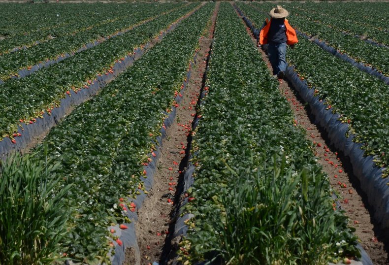 california crops strawberries row california crops strawberries row