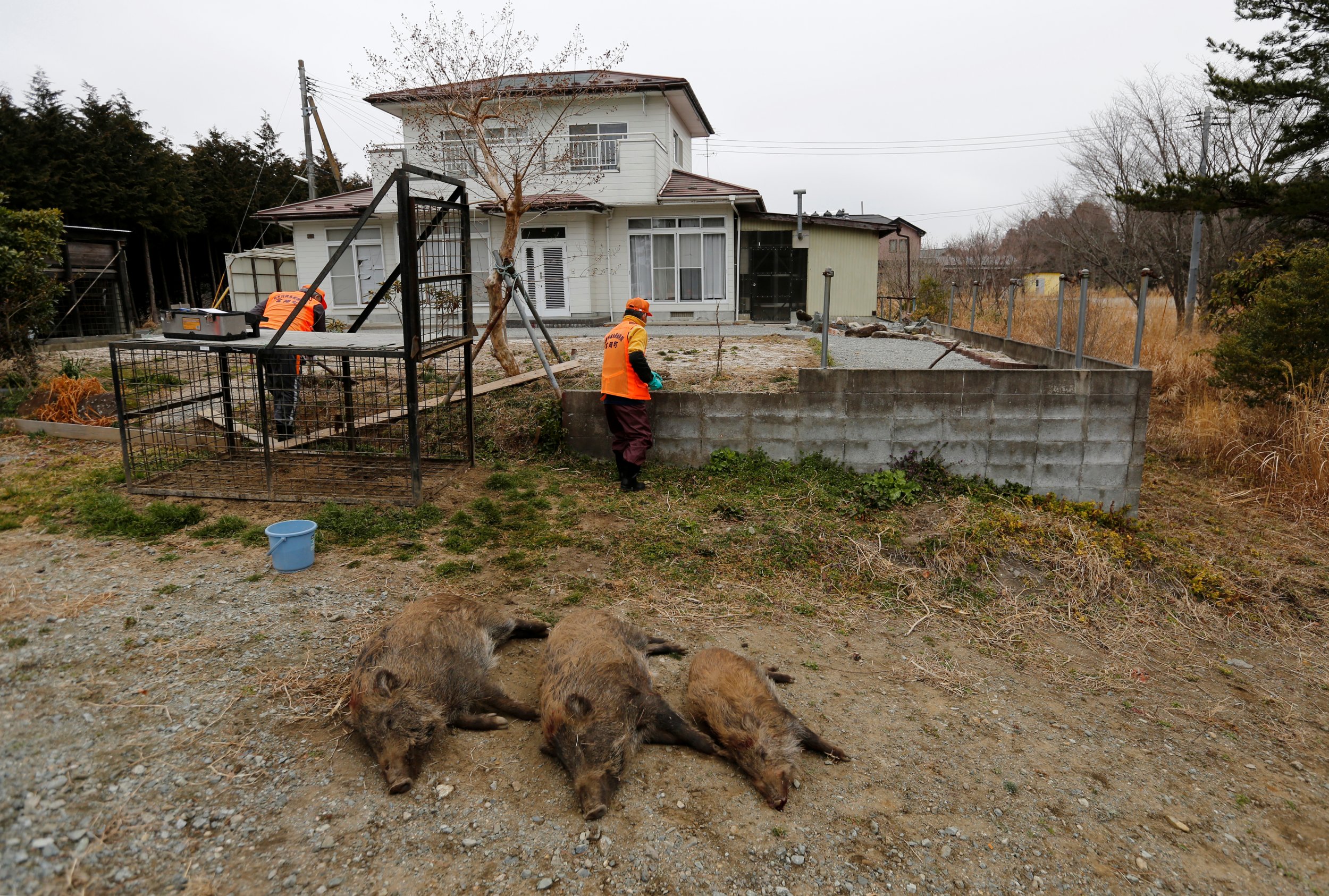 Wild Boars Are Taking Over Japan as Population Ages, Disappears