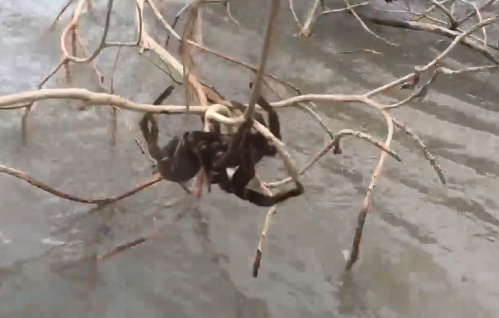 Video Shows Giant Spider Clinging to Tree Branch Above Australian Flood