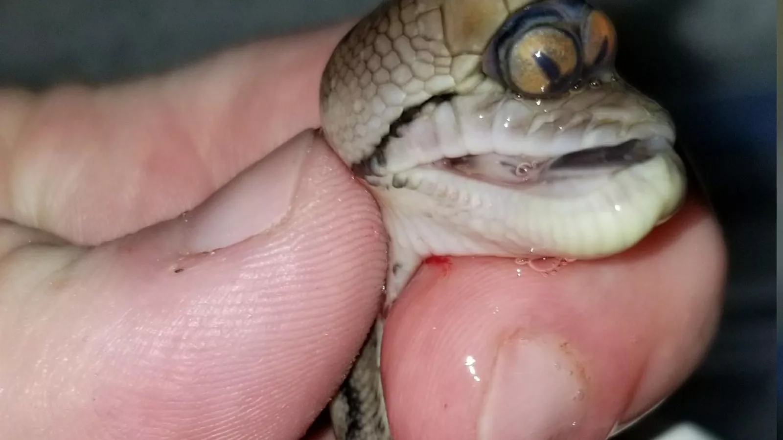 Photos: Mutant 'Cyclops' Snake Discovered in Mississippi Has Two Eyes in  One Socket