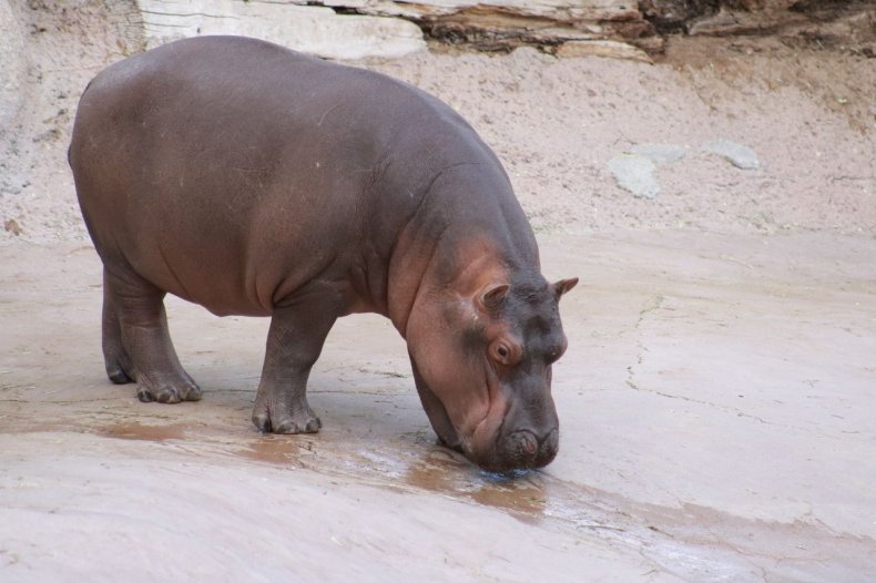 Timothy san antonio hippo
