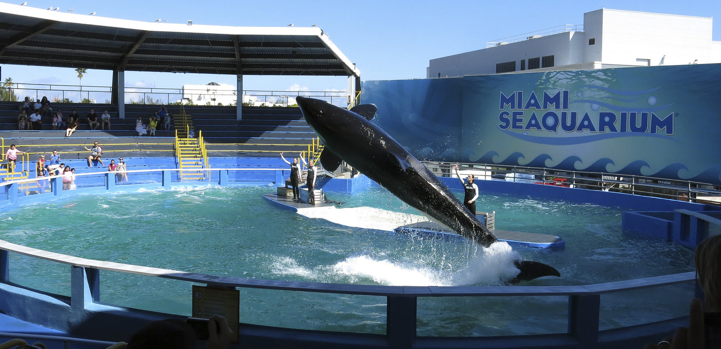 killer whale aquarium