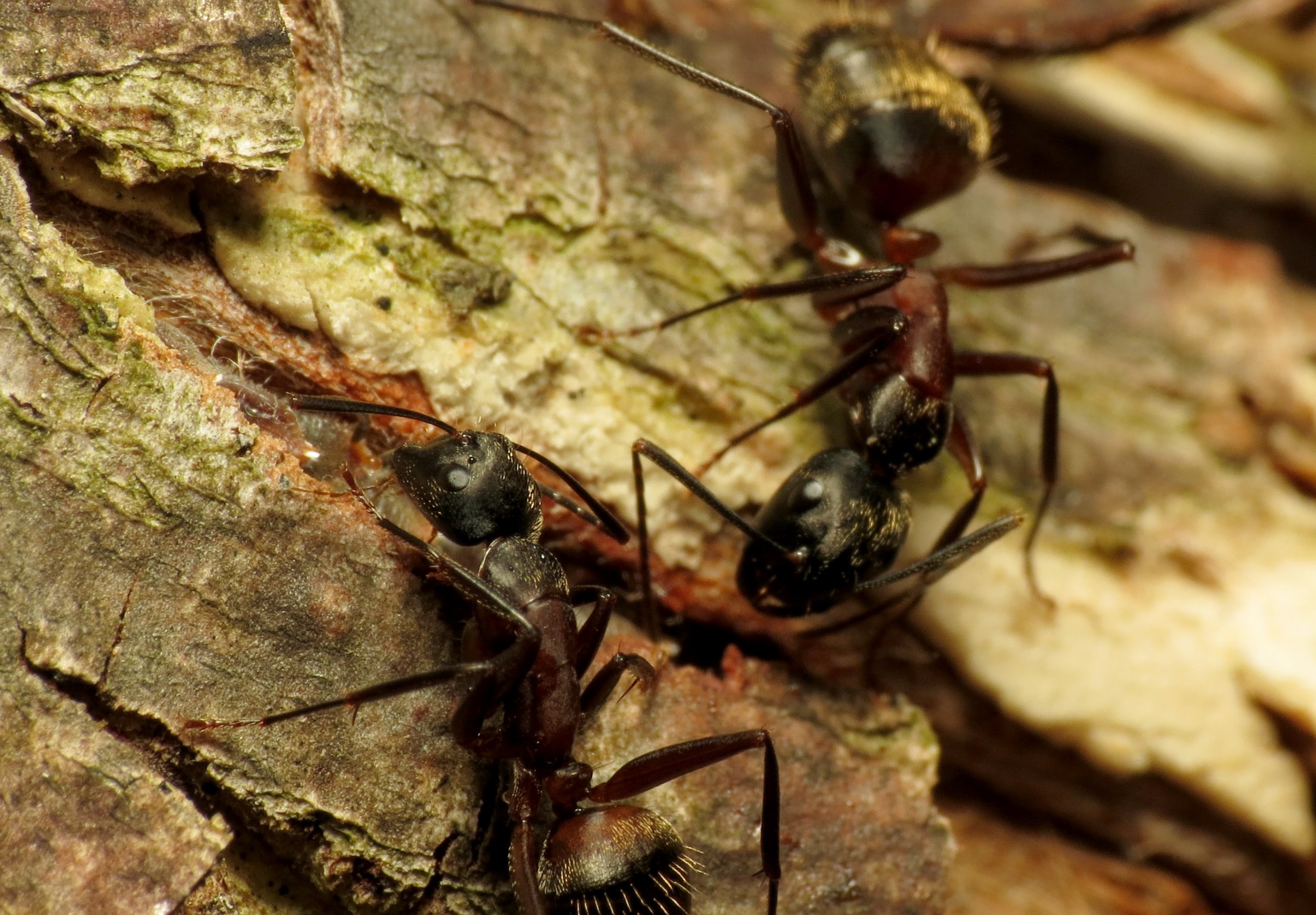 Carpenter_Ants_-_Flickr_-_treegrow