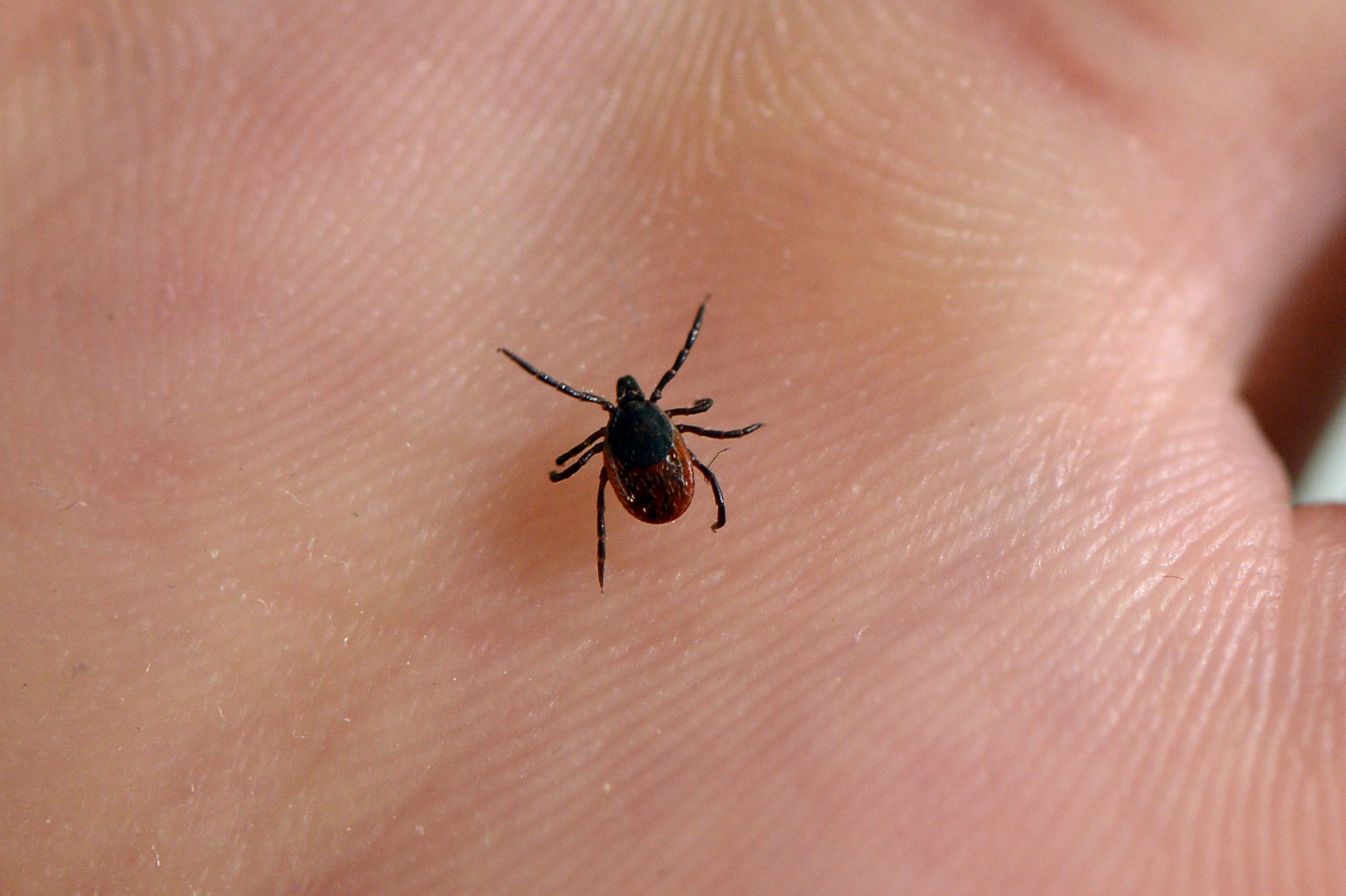 Tick Season Facts How To Prevent Parasite Borne Diseases