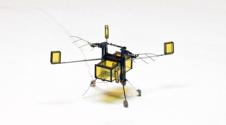 RoboBee