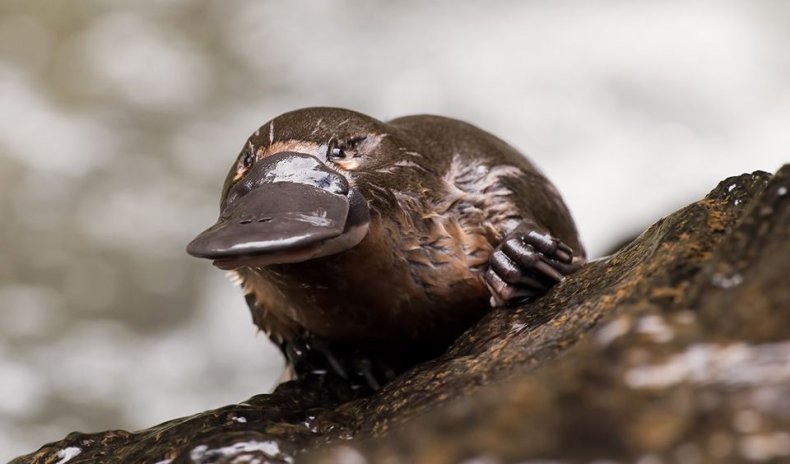 3_15_Platypus