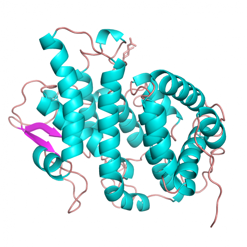 3_15_Shirley Temple Protein structure
