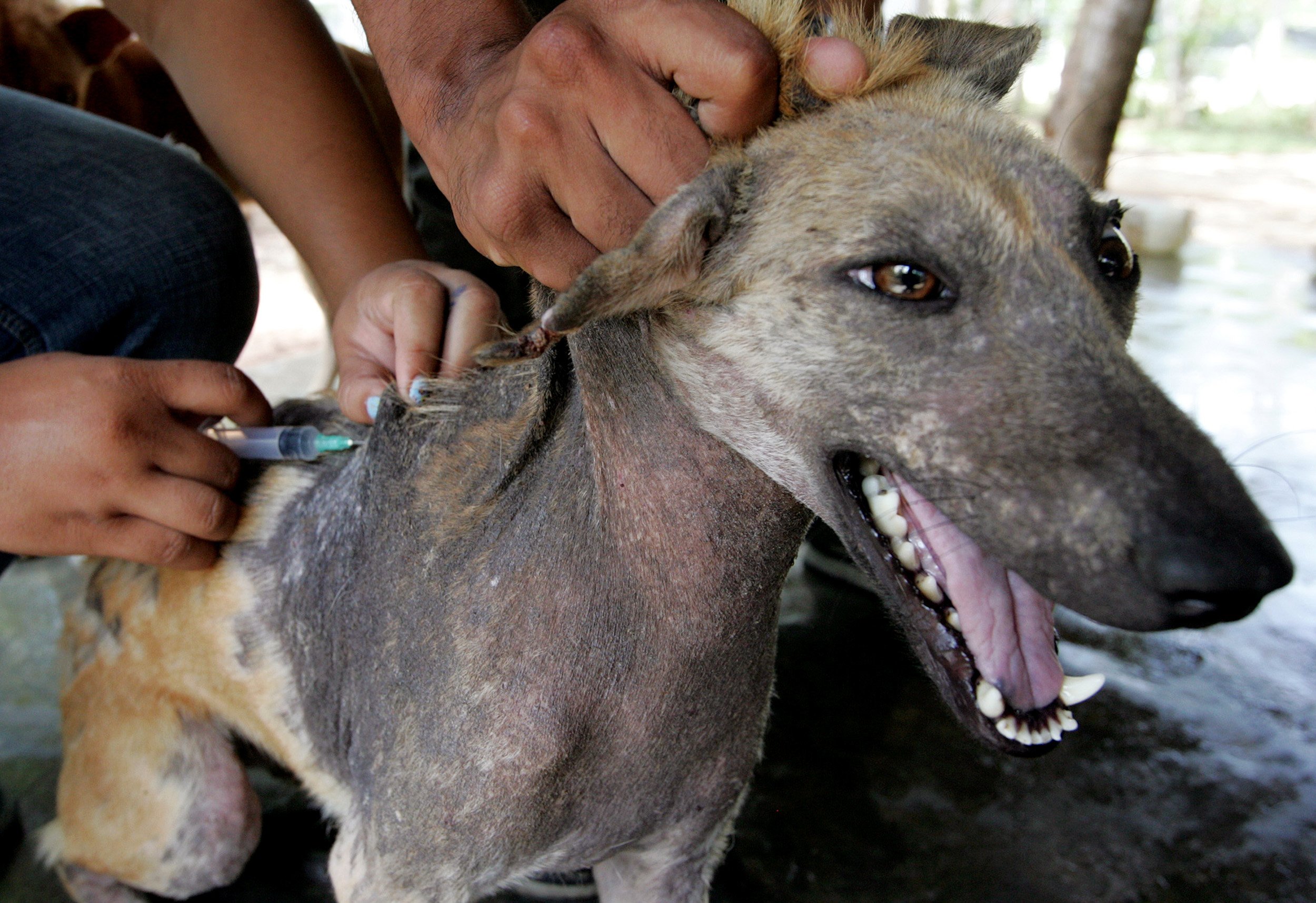 Thailand Fights Deadly Rabies Outbreak With Rush to Vaccinate 10 Million  Animals