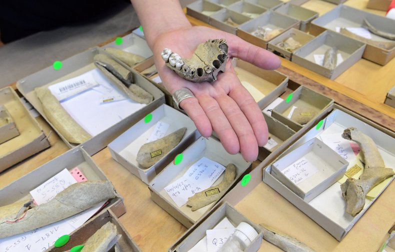 Neanderthal bones and teeth California