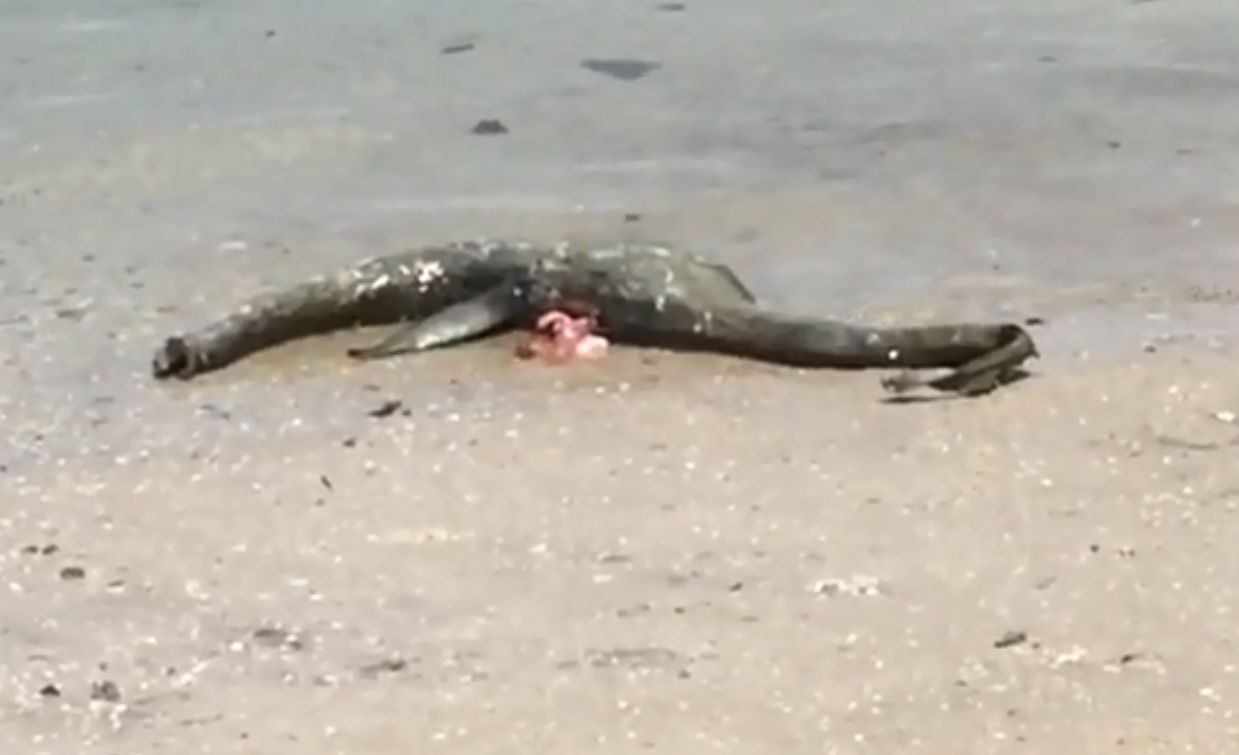 wave killed marine wildlife masse wave killed marine wildlife masse