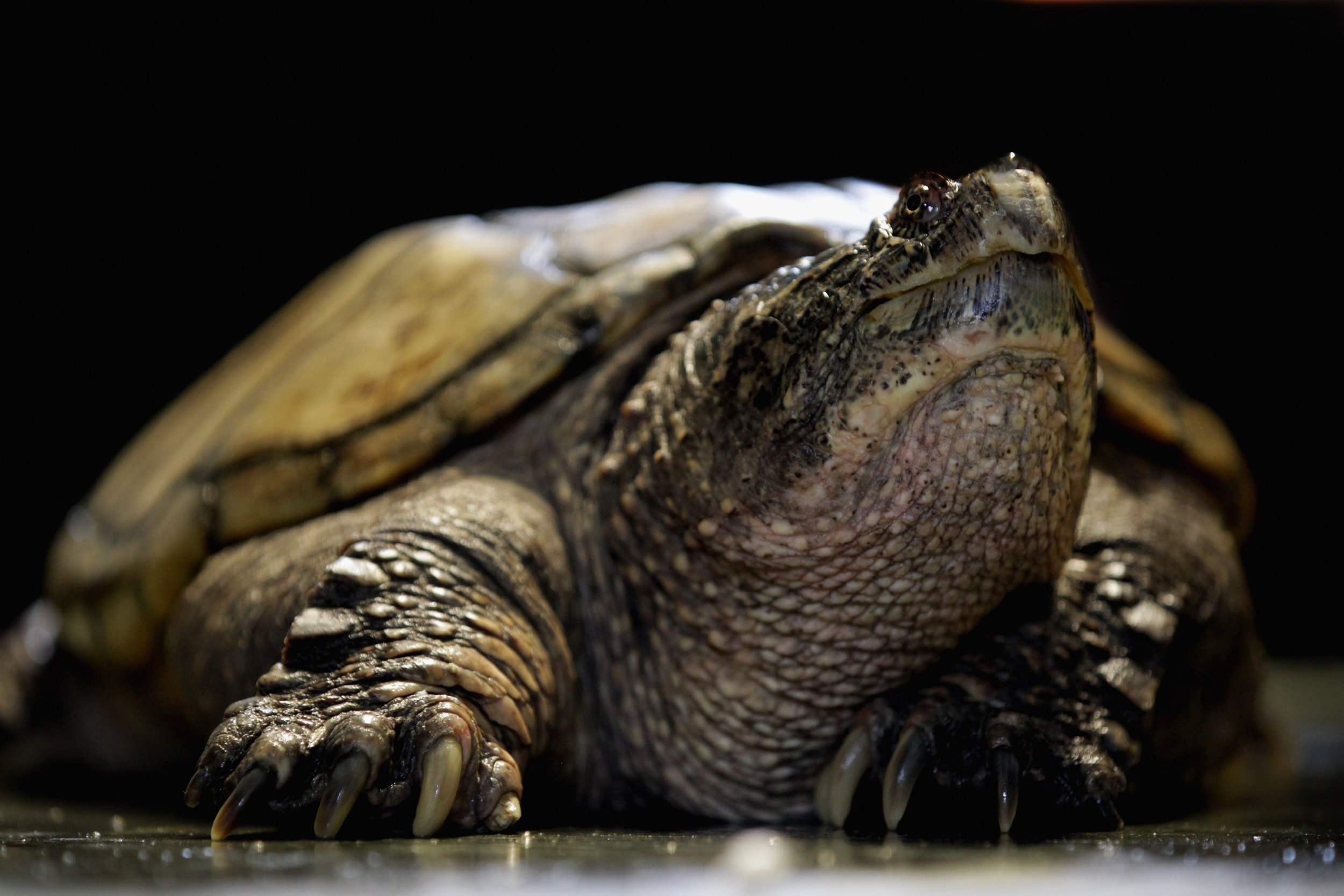 snapping turtle 