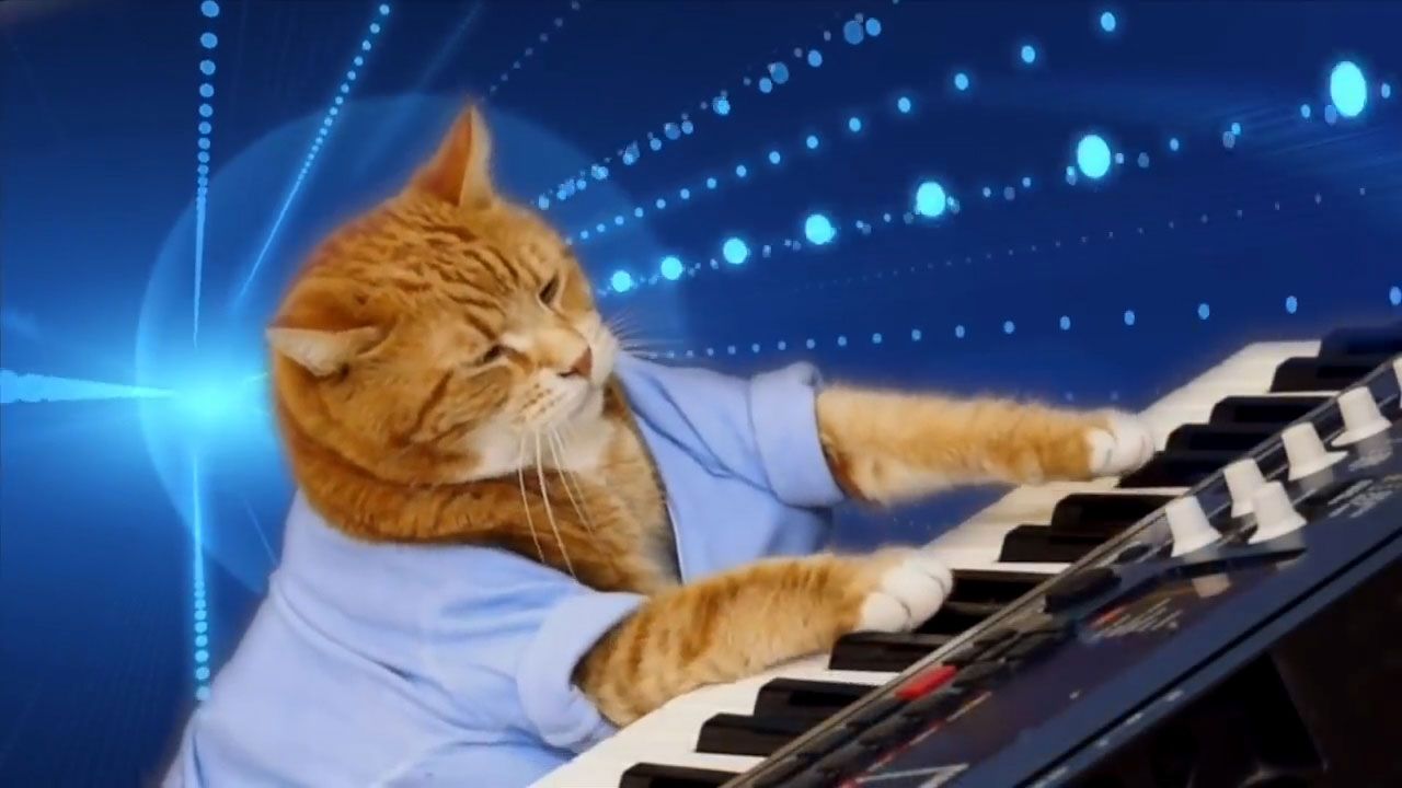 Cat store keyboard piano