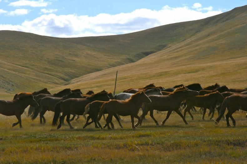 Herd_of_horses
