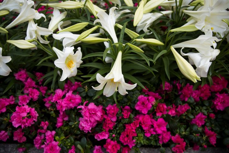 复活节鲜花 easter flowers