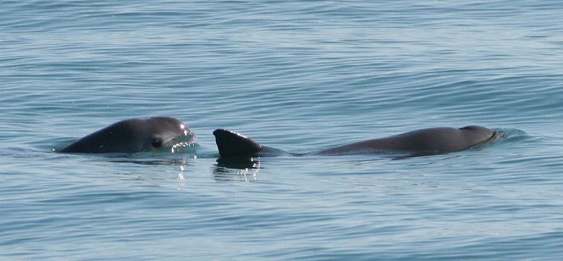 3_20_Vaquita