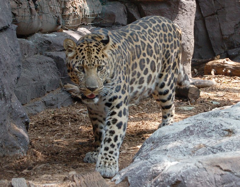 3_20_Amur Leopard