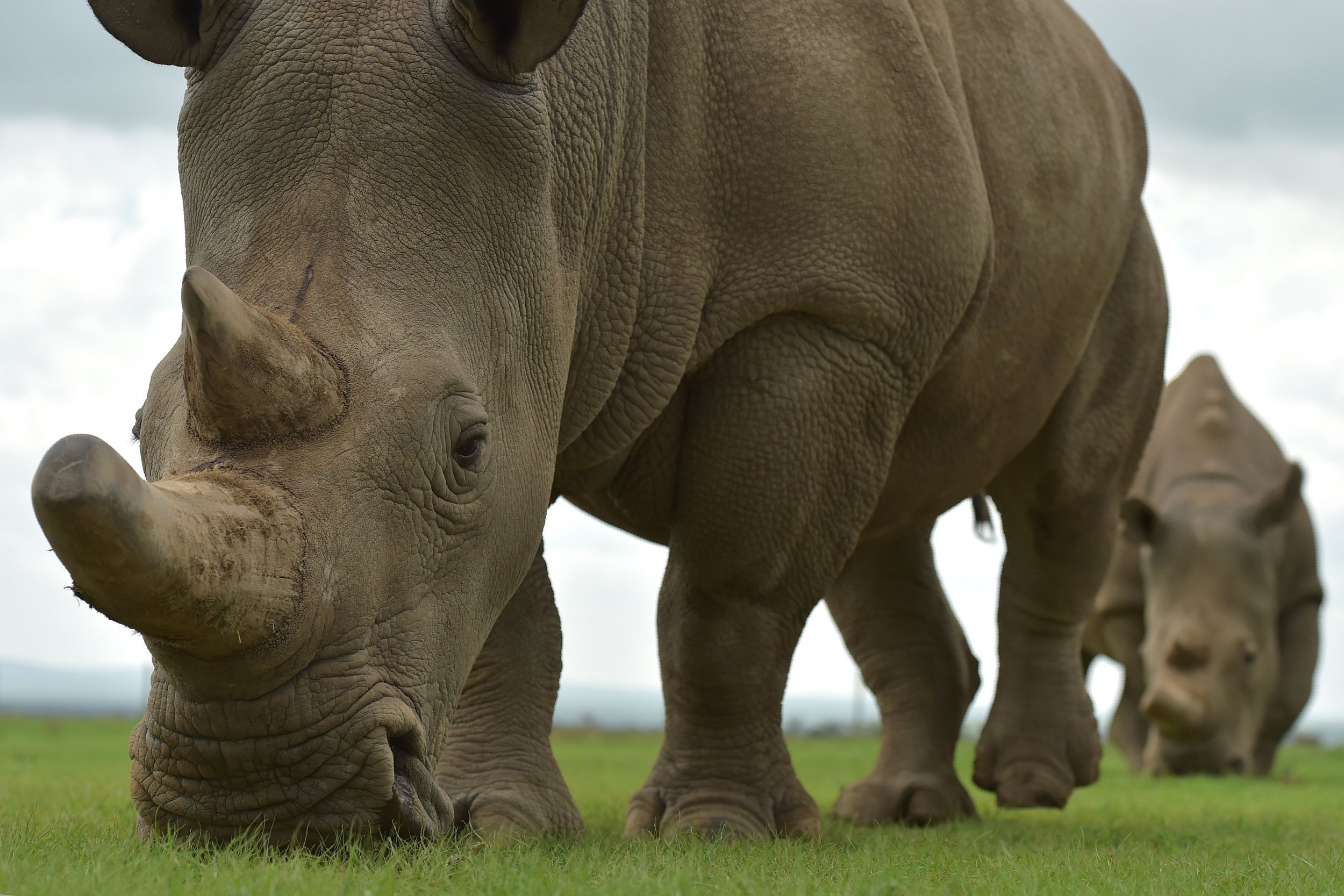 Northern White Rhino Extinction Can Science Save the Subspecies?